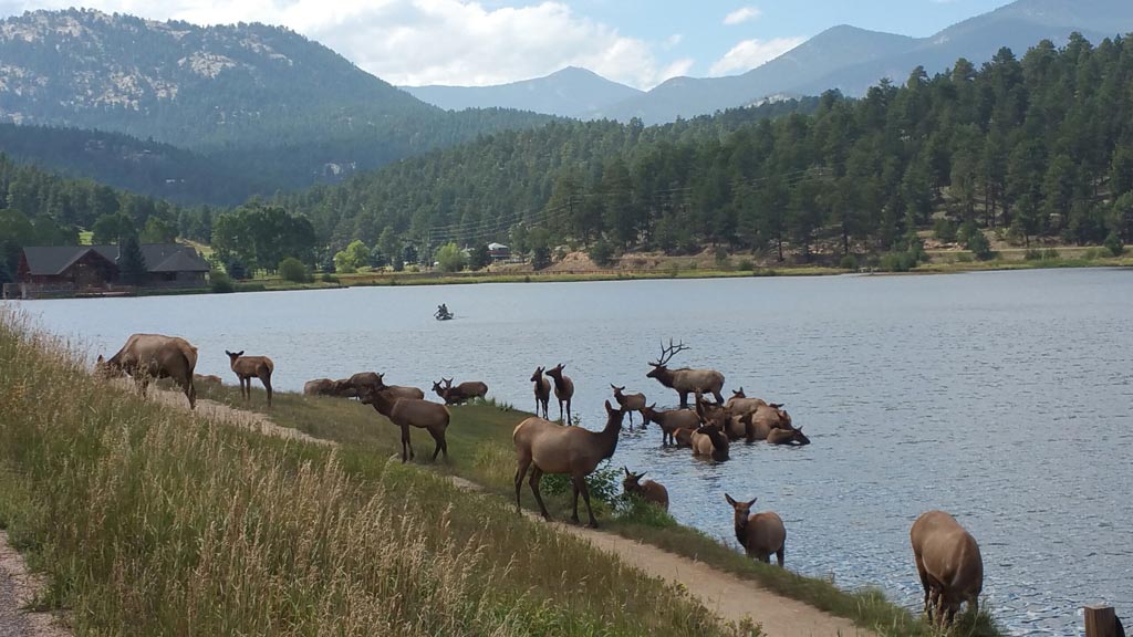 Evergreen Colorado Elk at Evergreen Lake