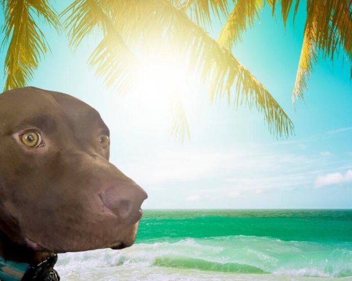 Dog Friendly Beaches Southwest Florida