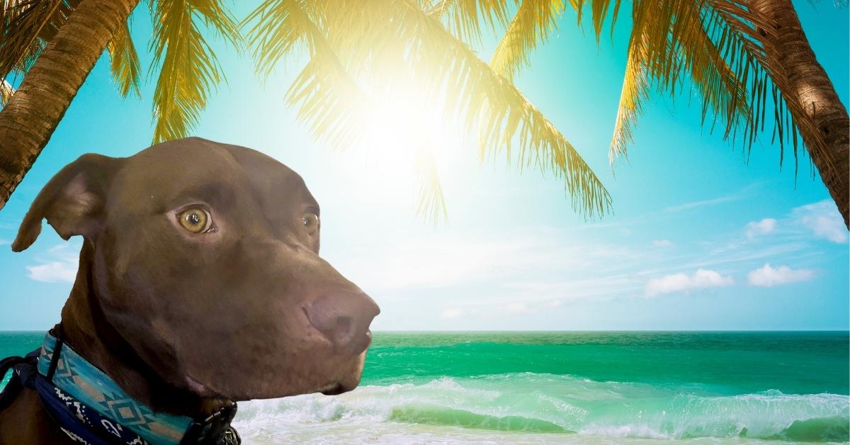 Dog Friendly Beaches Southwest Florida